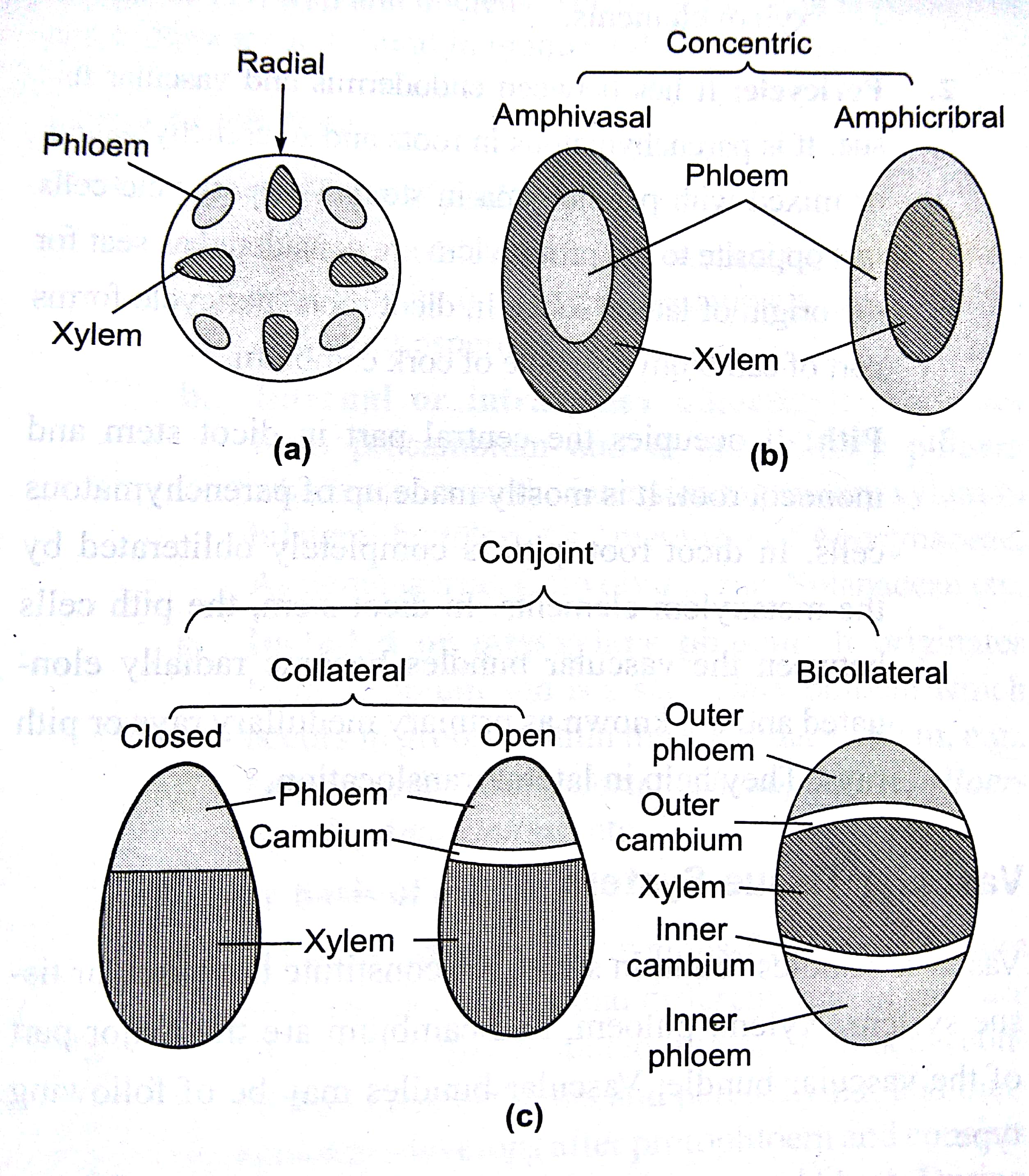 Vascular Bundles