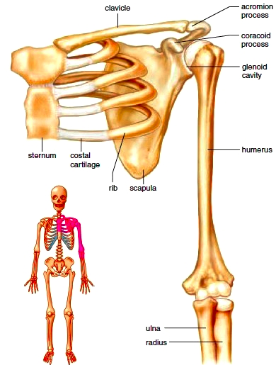 Appendicular Skeleton Upper Limb MCQ Practice Questions Answers