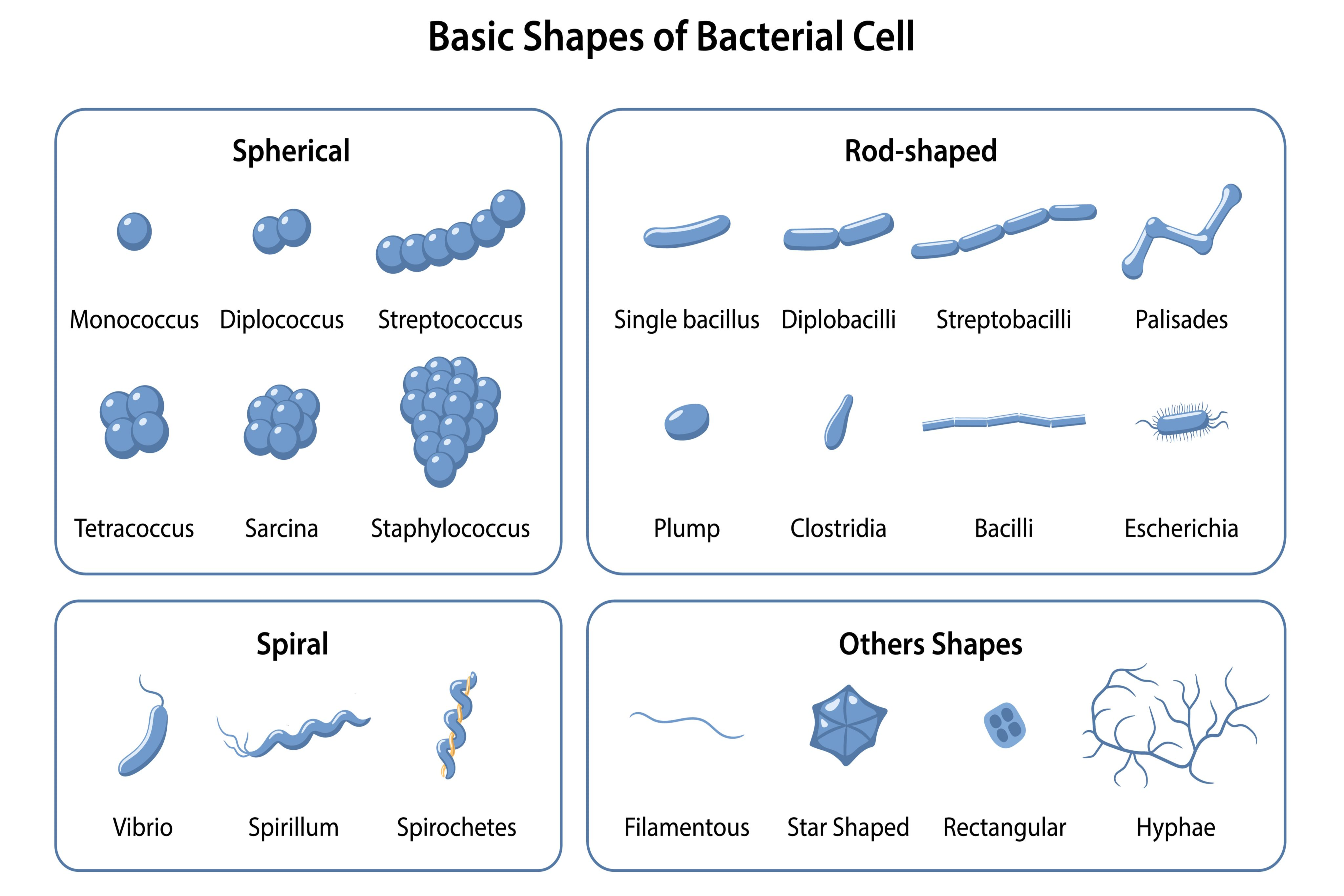 Spherical Bacteria Shape